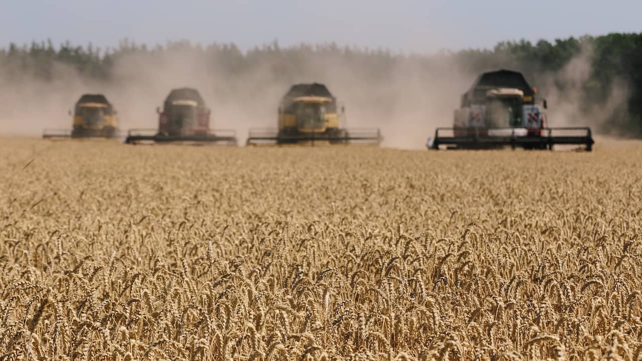 Wheat price dropped to pre-Russian invasion of Ukraine |  NOW