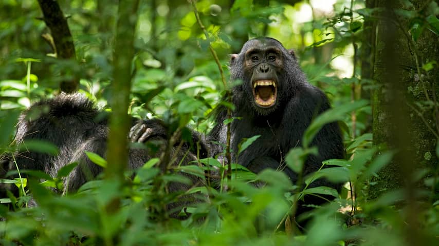 Ook chimpansees ervaren menopauze en leven langer dankzij gunstige natuur
