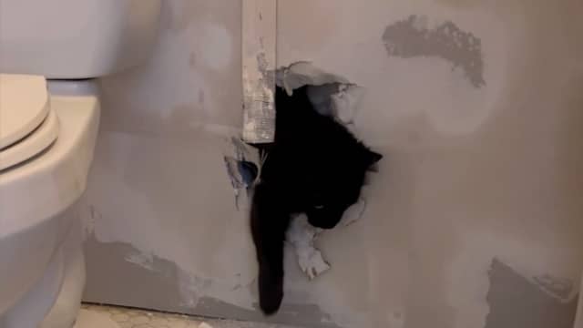 Vrouw bevrijdt kat die bouwvakkers opsloten achter badkamermuur