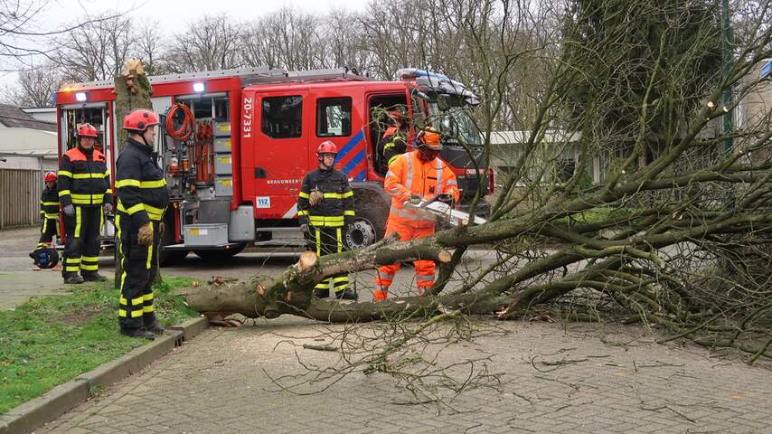 Omgevallen boom in Dongen door storm Ciara