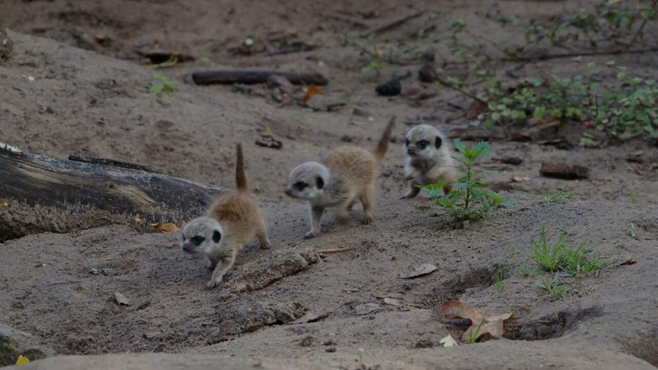 Beeld uit video: Pasgeboren stokstaartjes laten zich eindelijk zien in Beekse Bergen