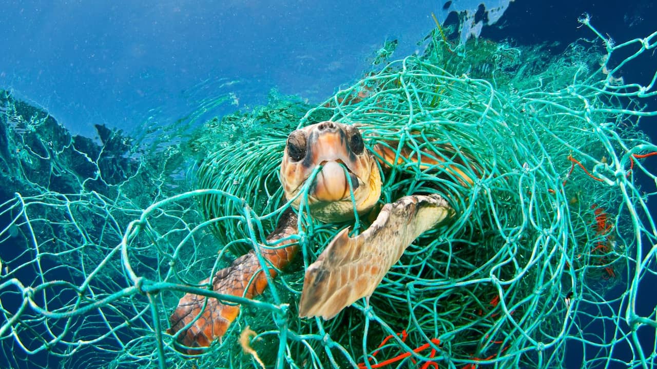 why-do-sea-turtles-often-get-stuck-in-waste-they-love-the-smell