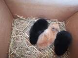 Drie konijntjes achtergelaten in doos in Sloterpark