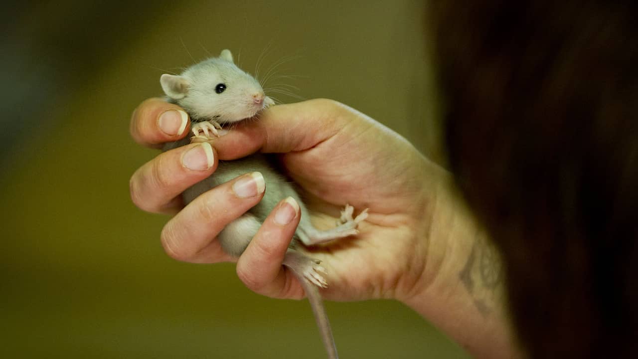 Dutch rats and mice are increasingly difficult to control with poison |  animals