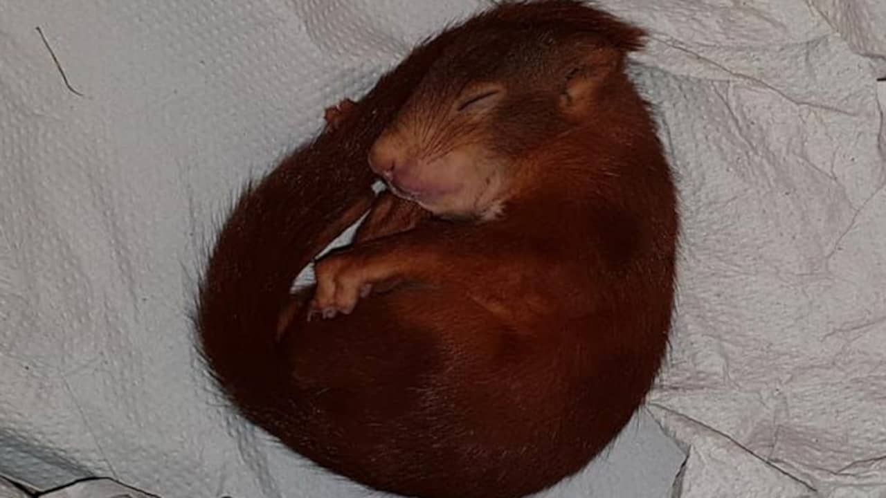 Duitse politie redt man van baby-eekhoorn