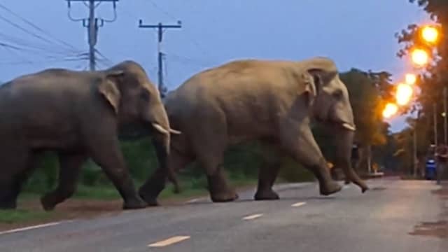 Dappere hond jaagt twee olifanten weg in Thailand