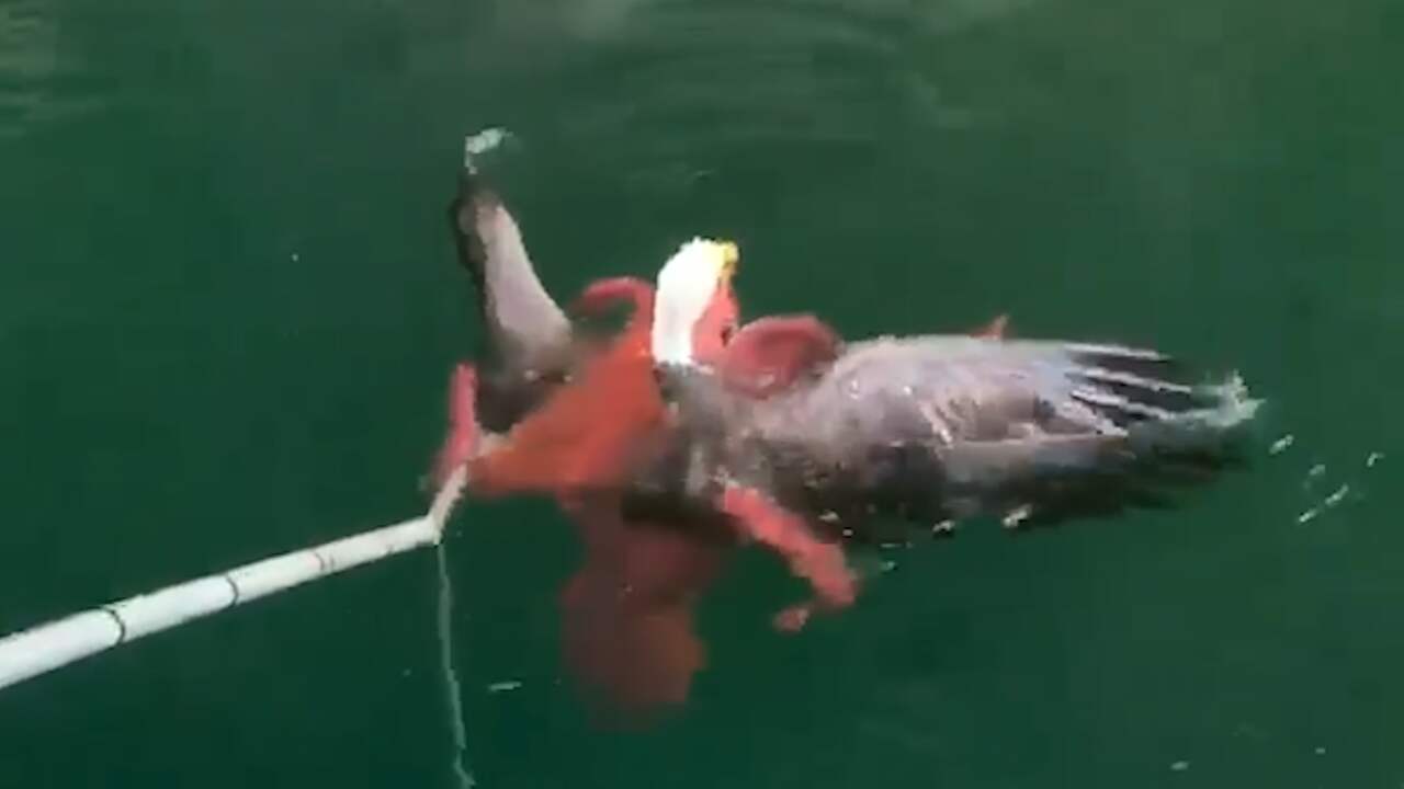 Canadese zalmvissers bevrijden adelaar uit tentakels octopus