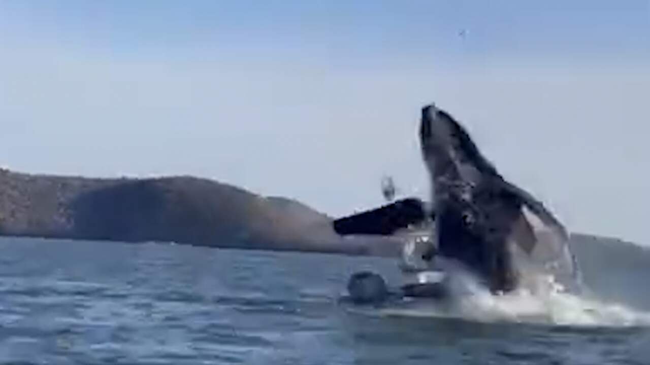Beeld uit video: Bultrug landt op bootje met toeristen in Mexico