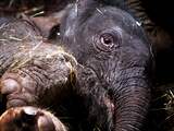 Voor vierde keer in geschiedenis olifant in Artis geboren
