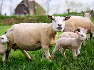 Voor het eerst sinds 2016 Q-koorts vastgesteld bij Nederlands melkschapenbedrijf