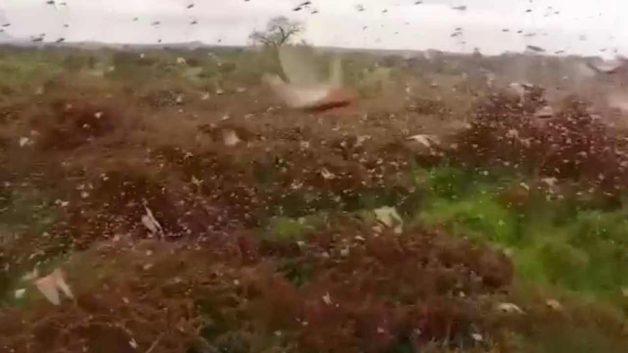 Gigantische sprinkhanenplaag teistert Oost-Afrika