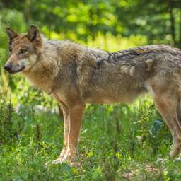 Politie werkt niet meer aan onderzoek naar doodgeschoten wolf