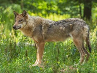Politie werkt niet meer aan onderzoek naar doodgeschoten wolf