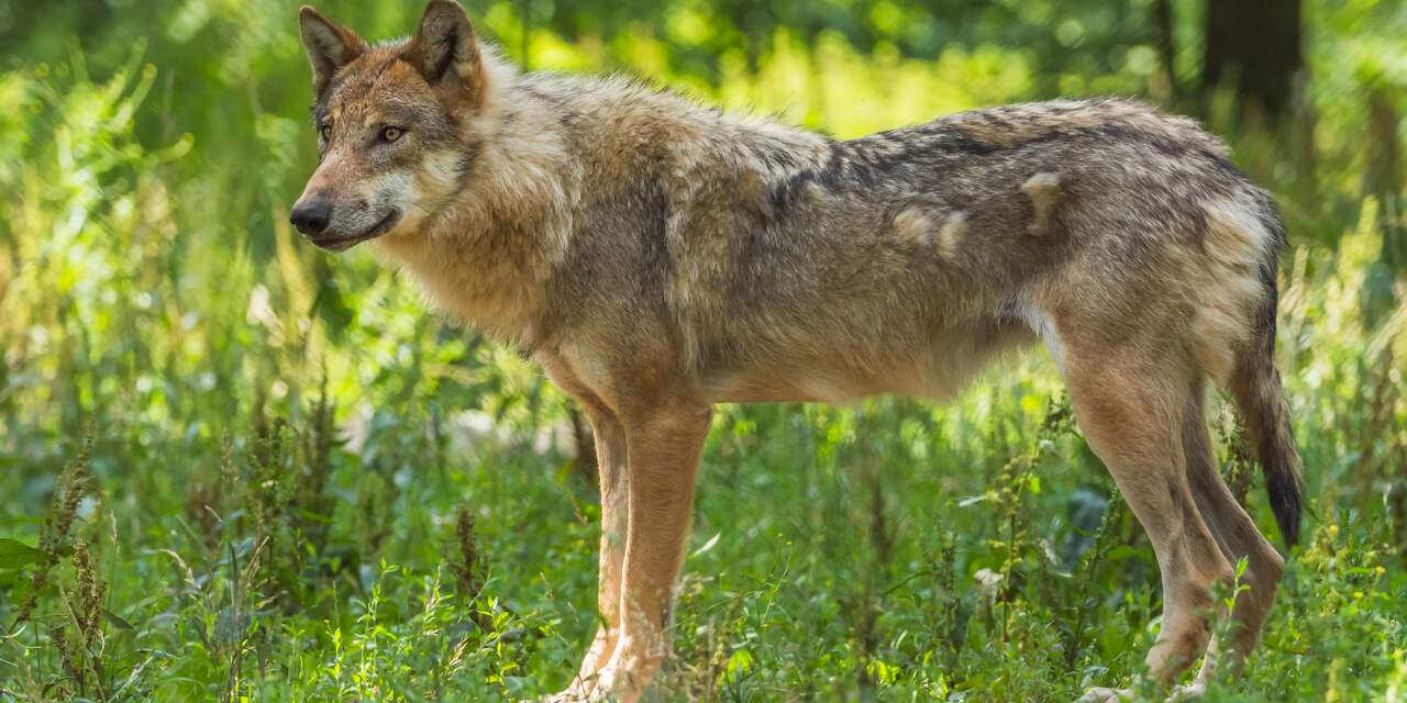 Politie werkt niet meer aan onderzoek naar doodgeschoten wolf
