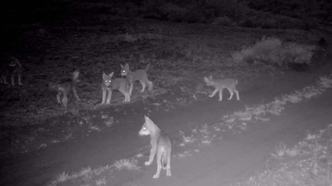 Foto uit video: Wild Camera filmt nieuwe wolvenroedel in Southwest Valley