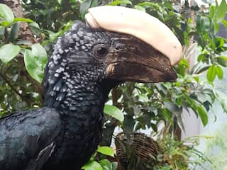 Gewonde neushoornvogel in Texel ZOO heeft nieuwe 3D-geprinte hoorn