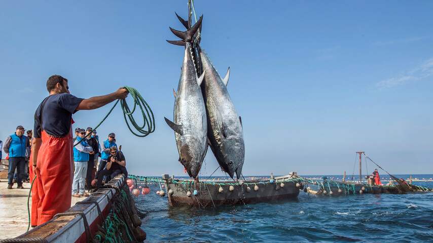 Meerderheid in Nederland verkochte tonijn zorgt voor veel bijvangst