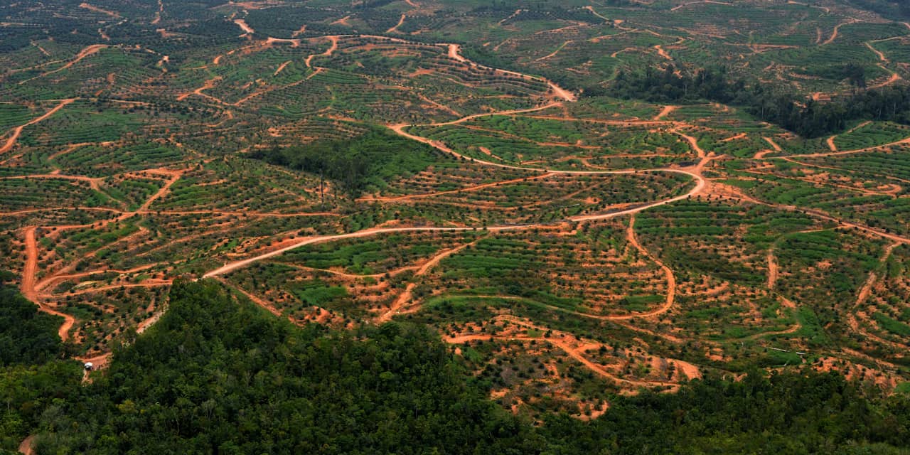 Gebied zo groot als tien keer Nederland ontbost, vooral voor landbouwgrond