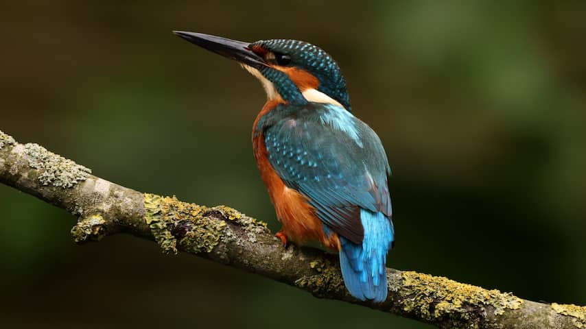 IJsvogels beleven beste seizoen in 40 jaar tijd door relatief zachte winters