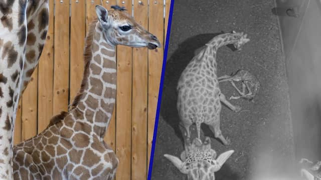 Wildlands filmt geboorte van giraf met bijzondere vlek