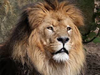'Hoogbejaarde' leeuw Caesar uit Artis overleden
