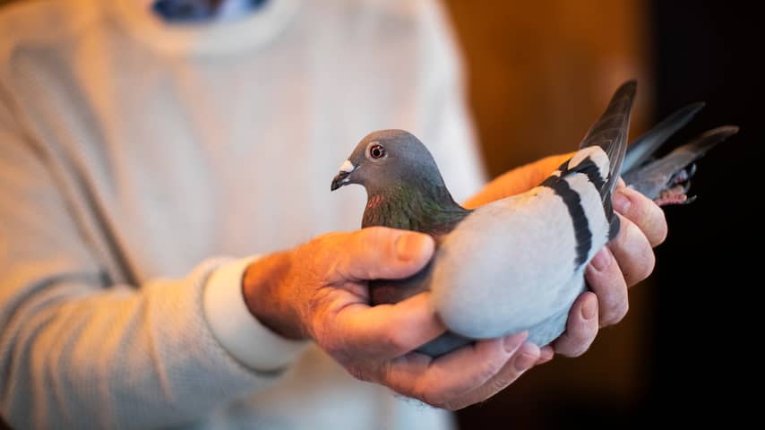 Belgische duif voor recordbedrag van 1,6 miljoen euro verkocht