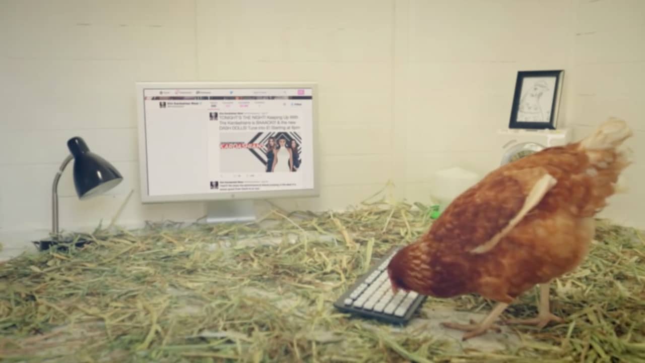 Beeld uit video: Kip Betty traint voor wereldrecord