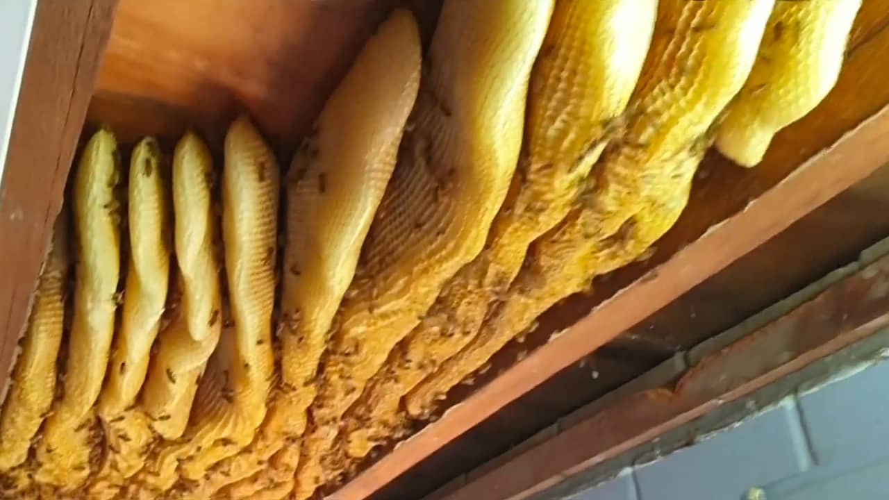Beekeeper Removes 60 000 Bees From Ceiling In Brisbane Teller Report