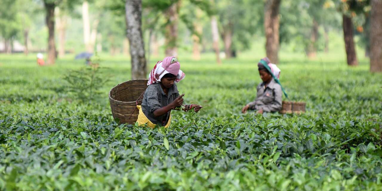 Unilever erkent misstanden op theeplantages in India