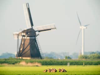 Dode vogels Friesland vermoedelijk overleden aan botulisme