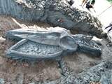 Duizenden jaren oud walvisskelet in zeer goede staat gevonden in Thailand