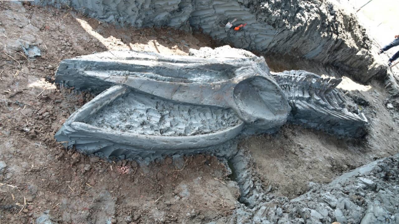 Thousands of years old whale skeleton in very good condition found in Thailand |  NOW