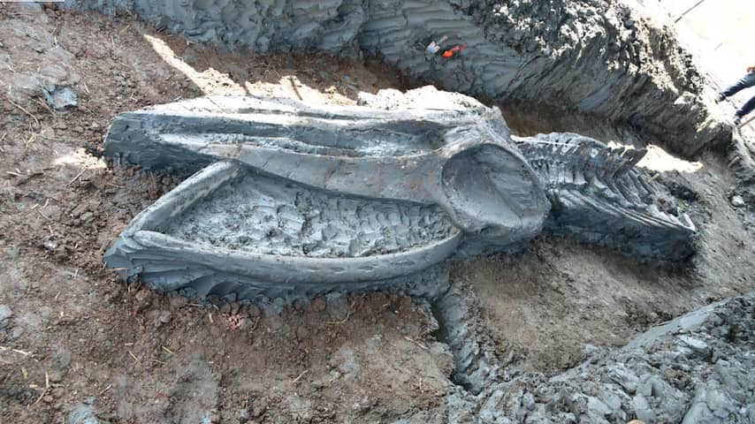 Duizenden jaren oud walvisskelet in zeer goede staat gevonden in Thailand