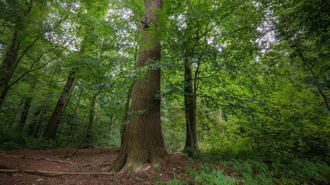 Symbol against enlargement A27 wins the convincing election of the Tree of the Year |  NOW