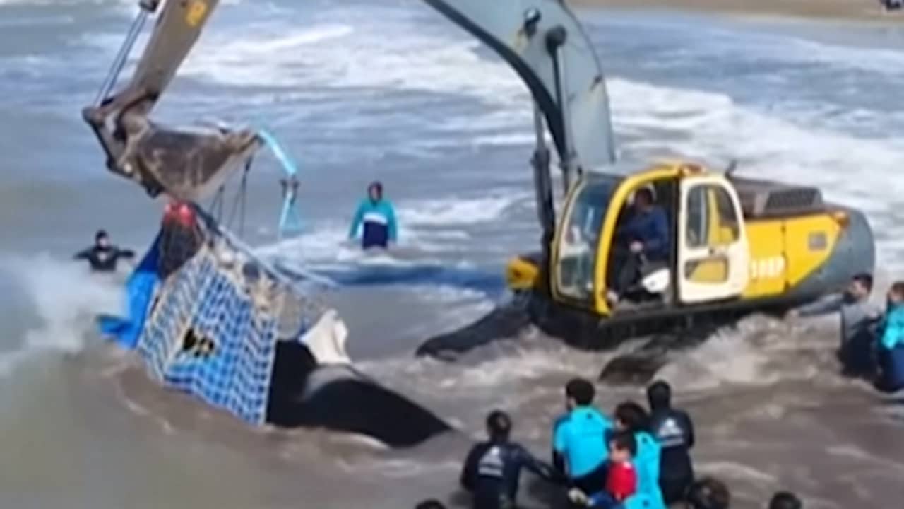 Beeld uit video: Argentijnse marine redt orka met graafmachine