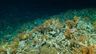Onderzeeër filmt groot 'nieuw' koraalrif in Stille Oceaan