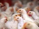 Ook vogelgriep in Utrecht: 100.000 dieren in Hekendorp worden geruimd