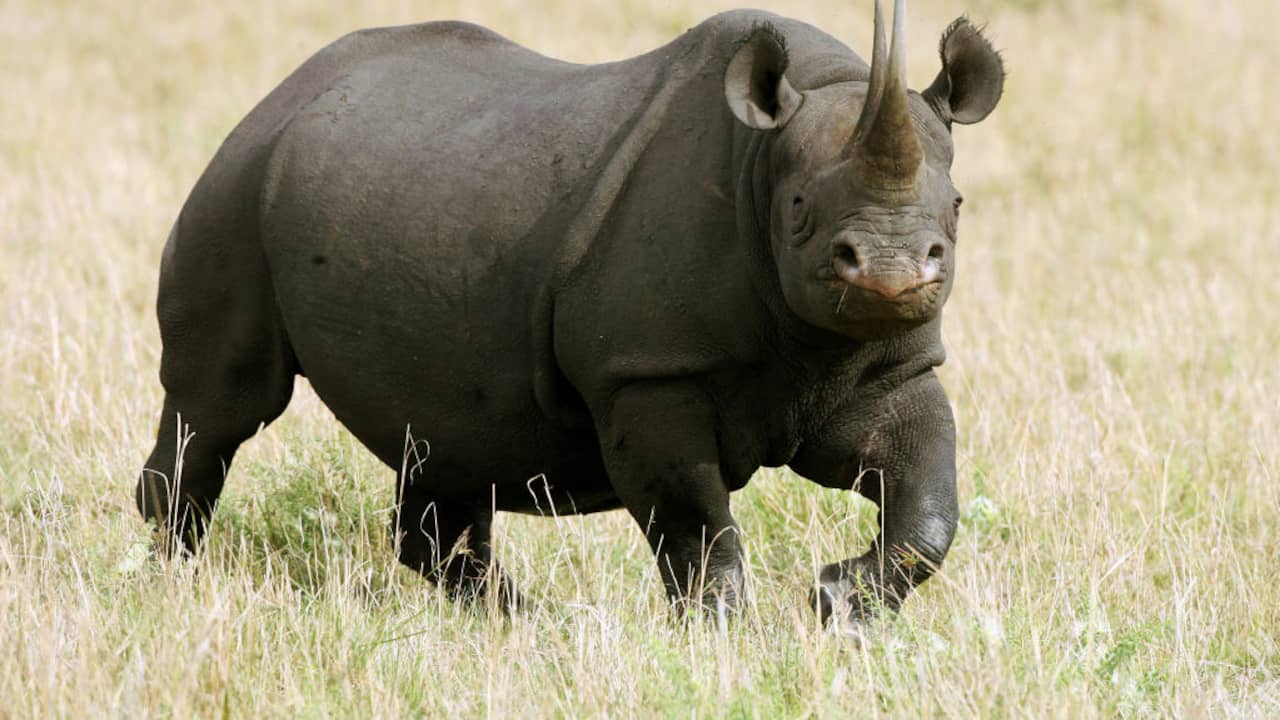 Il corno di rinoceronte sta diventando sempre più piccolo a causa della caccia costante |  animali