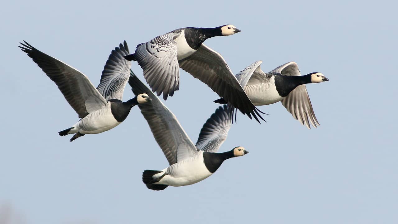 Migratory birds such as barnacle geese take bird flu from Siberia to the Netherlands in the autumn.