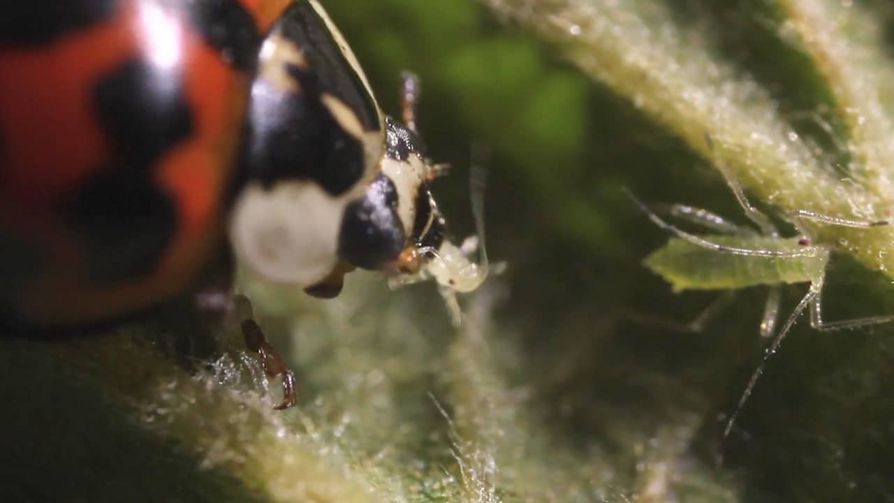 Beeld uit video: Nederlands bedrijf vervangt gif tegen ongedierte door roofkevers