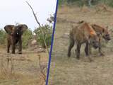 Olifant verjaagt hyena's die op gewonde leeuw azen in Zuid-Afrika