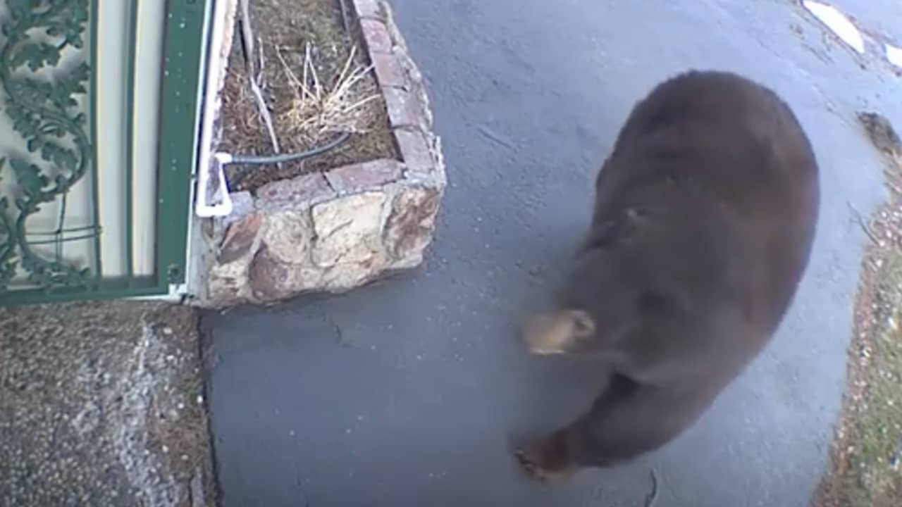 Authorities Capture Notorious Bear ‘Hank the Tank’ after 21 Home Invasions in California