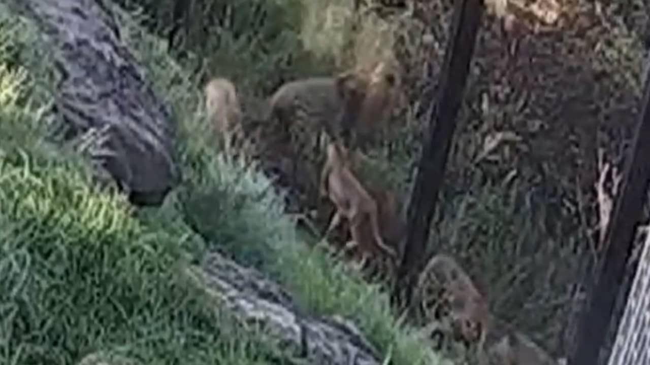 Beeld uit video: Australische dierentuin deelt beelden van uitbraak leeuwen
