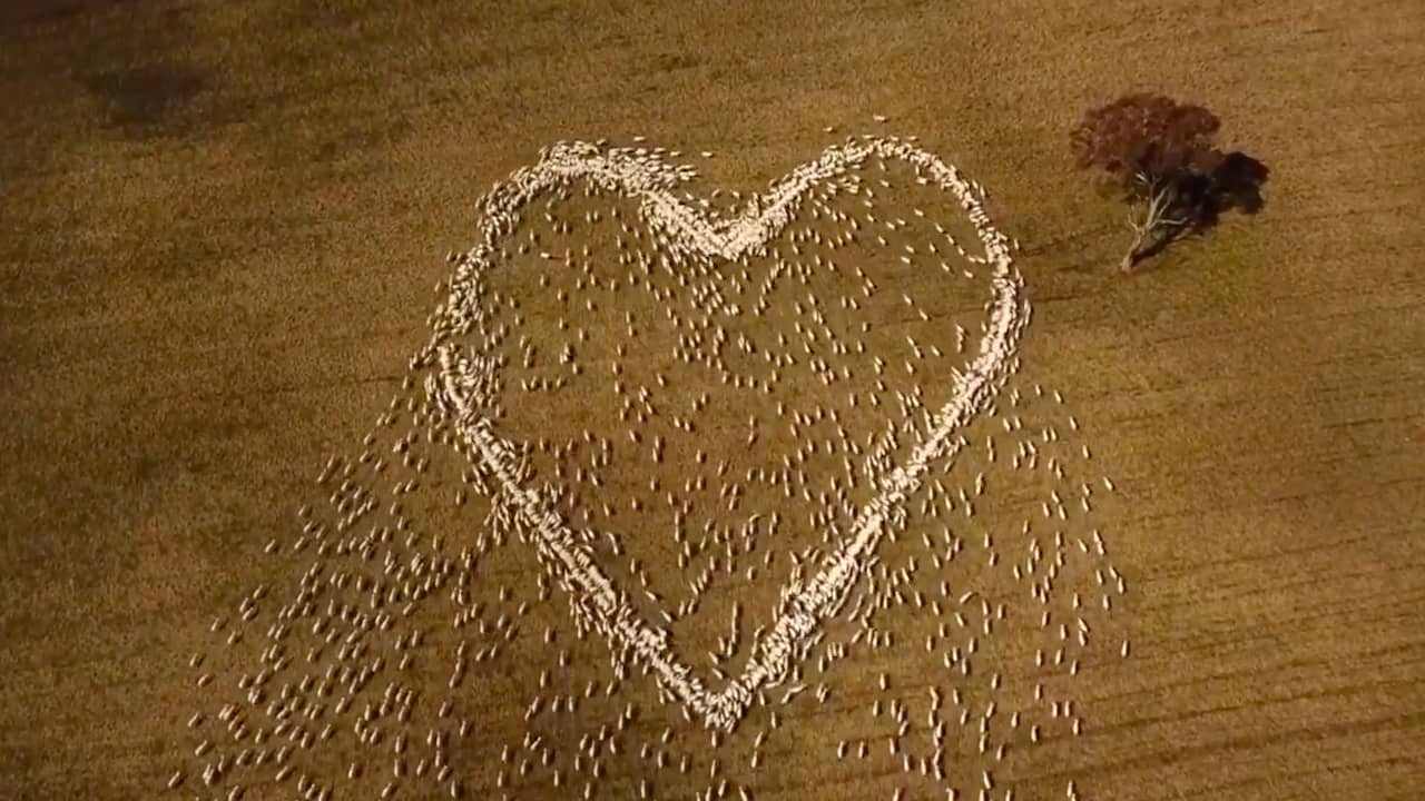 Beeld uit video: Australische herder vormt met schapen hart voor overleden tante