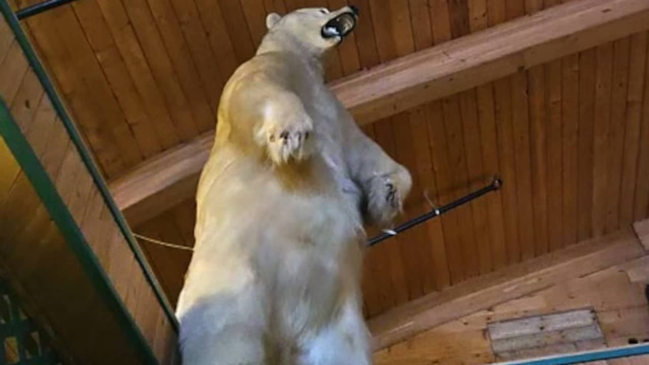Canadian police are puzzled after a 3.6-metre-tall stuffed polar bear was stolen  distinct