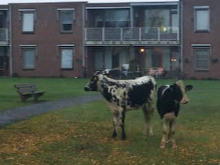 Veertig koeien ontsnappen uit weiland en lopen in centrum Bladel