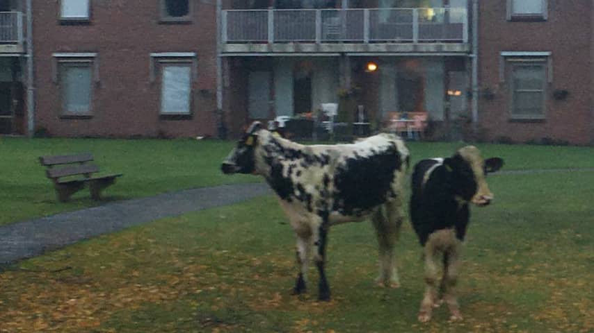 Veertig koeien ontsnappen uit weiland en lopen in centrum Bladel