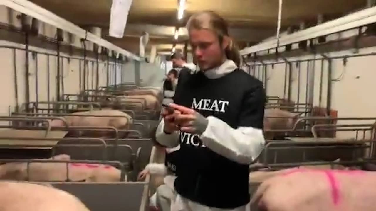 Beeld uit video: Dierenactivisten bezetten varkensfokkerij in Boxtel