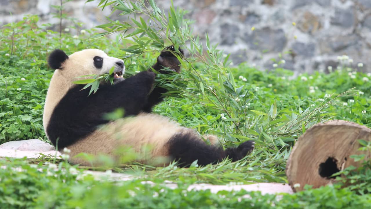 Il cucciolo di panda Ouwehand risulta non essere un maschio ma una femmina |  interni