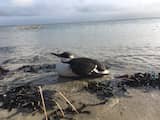 Aangespoelde 'pinguin' in Vlissingen blijkt met olie besmeurde zeekoet